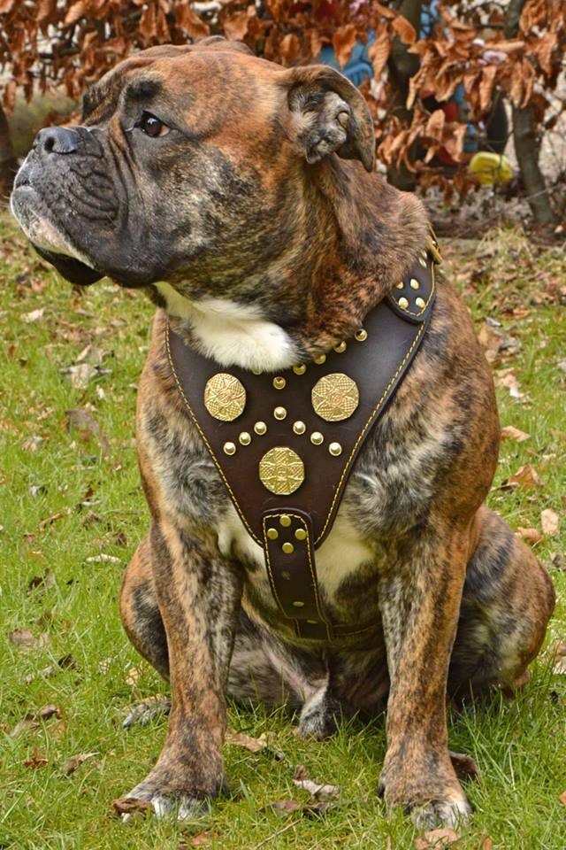 The "Maximus" brown harness - Image 4