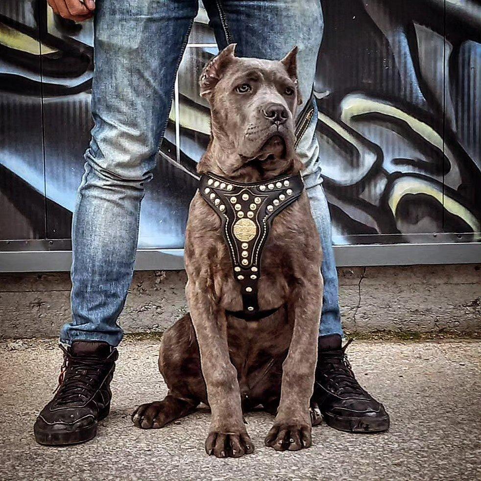 The ''Maximus'' harness V2 Medium Size - Image 3