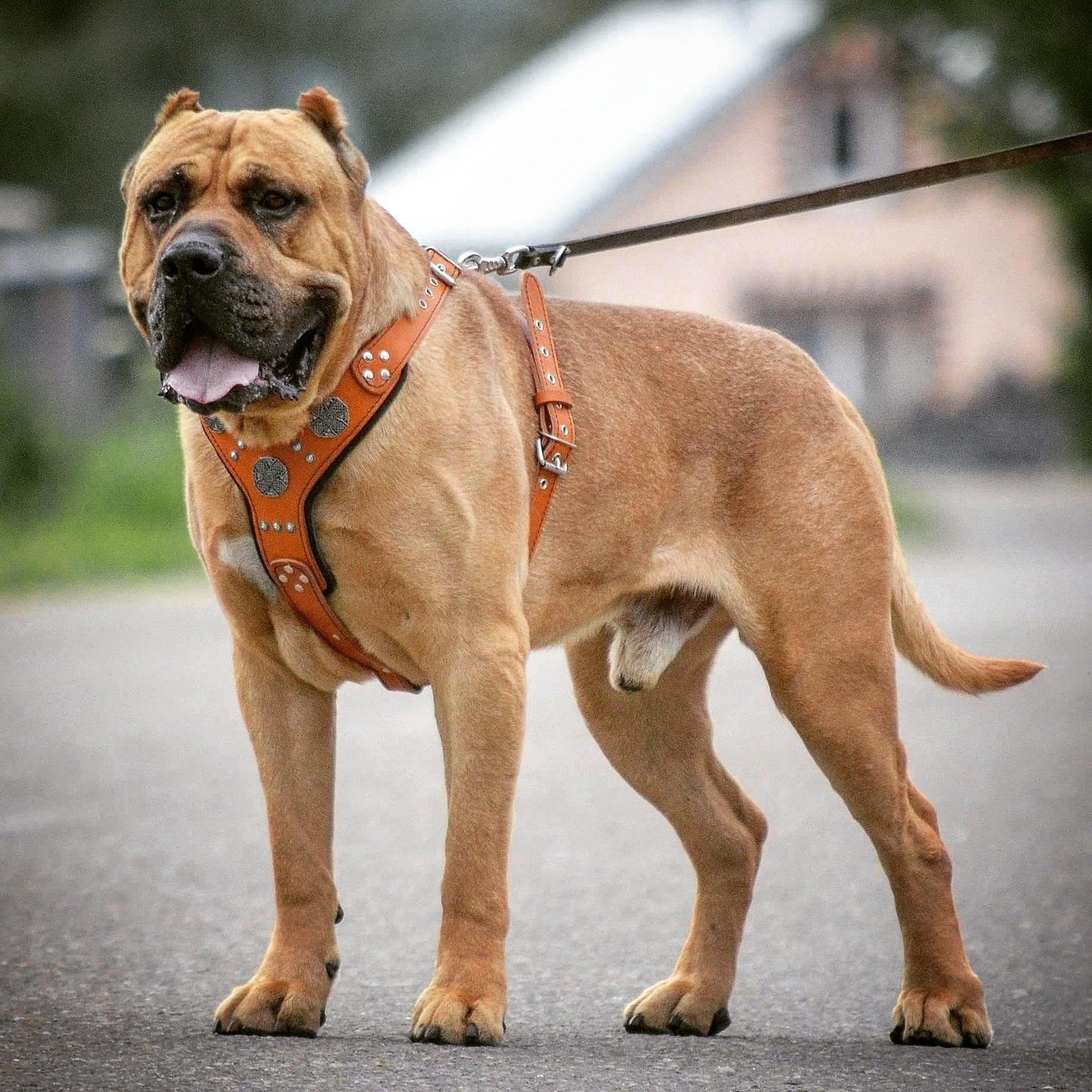 The "Maximus" silver harness - Image 3