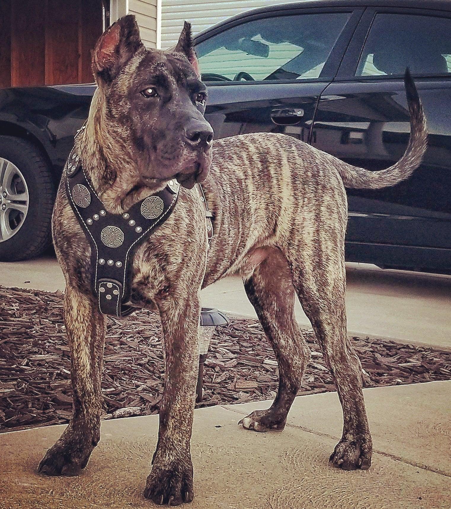 The "Maximus" silver harness - Image 4
