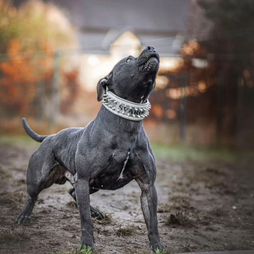 The "Metal" collar White & Gold- personalized! - Image 4