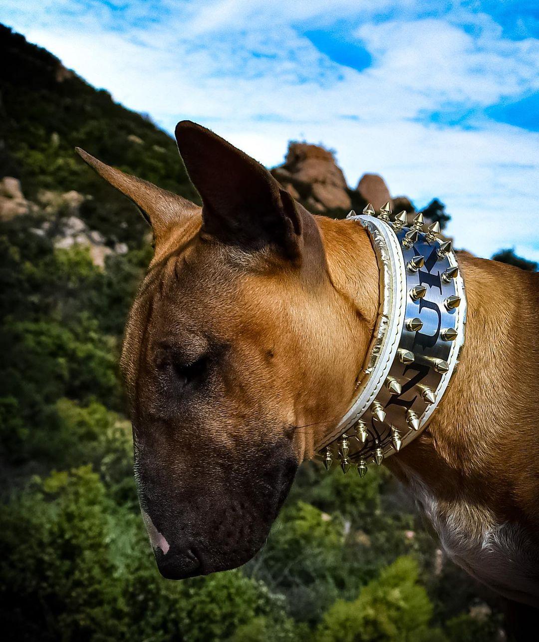 The "Metal" collar White & Gold- personalized! - Image 5