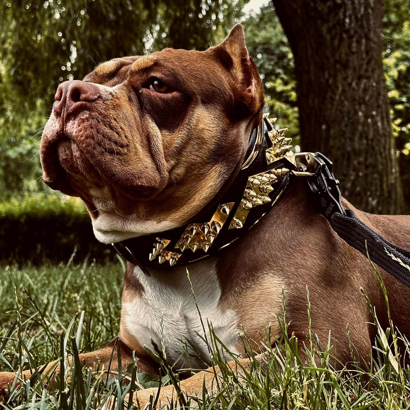 The ''Midas'' Collar Gold - Image 4