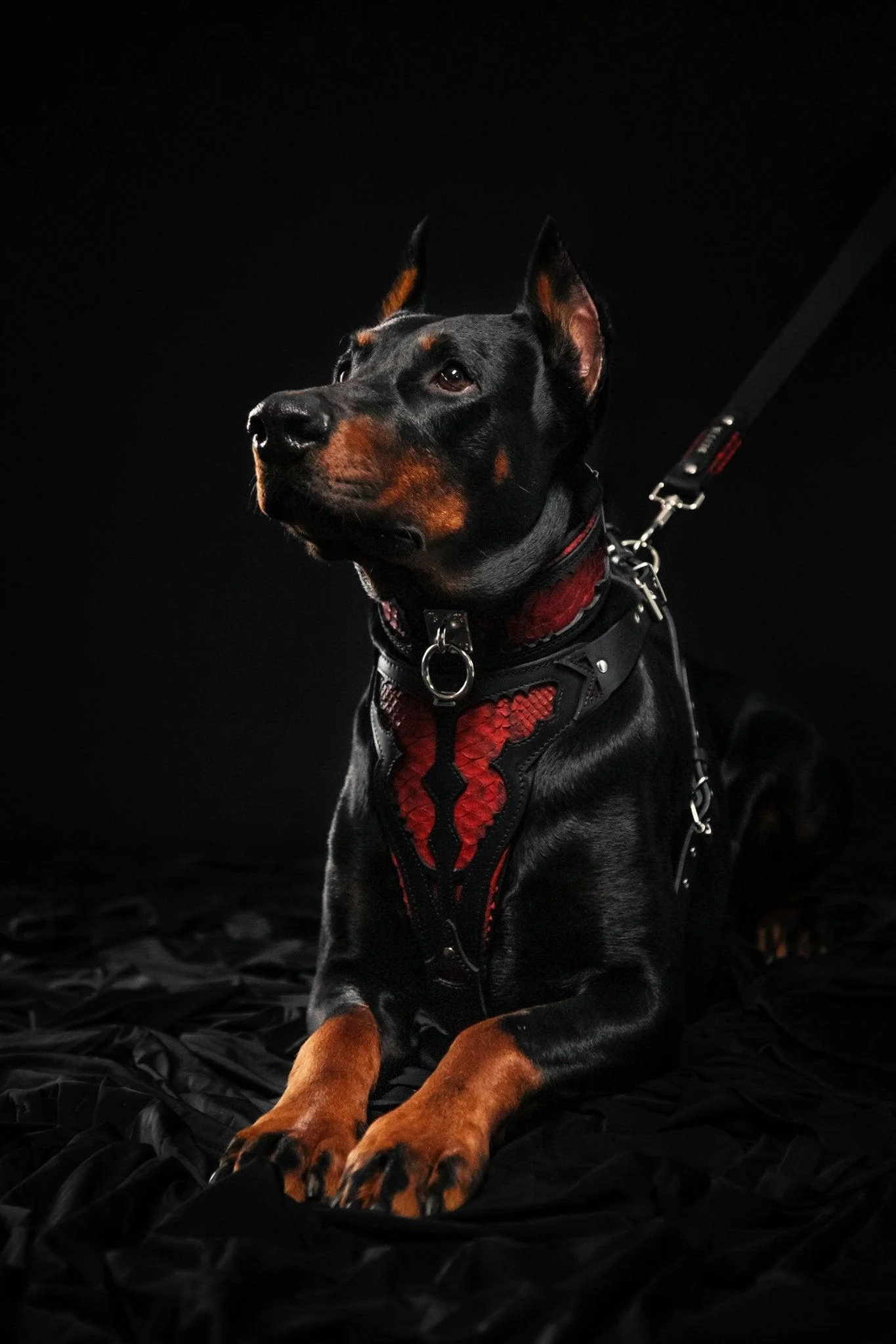 The ''Red Dragon'' harness - Image 4