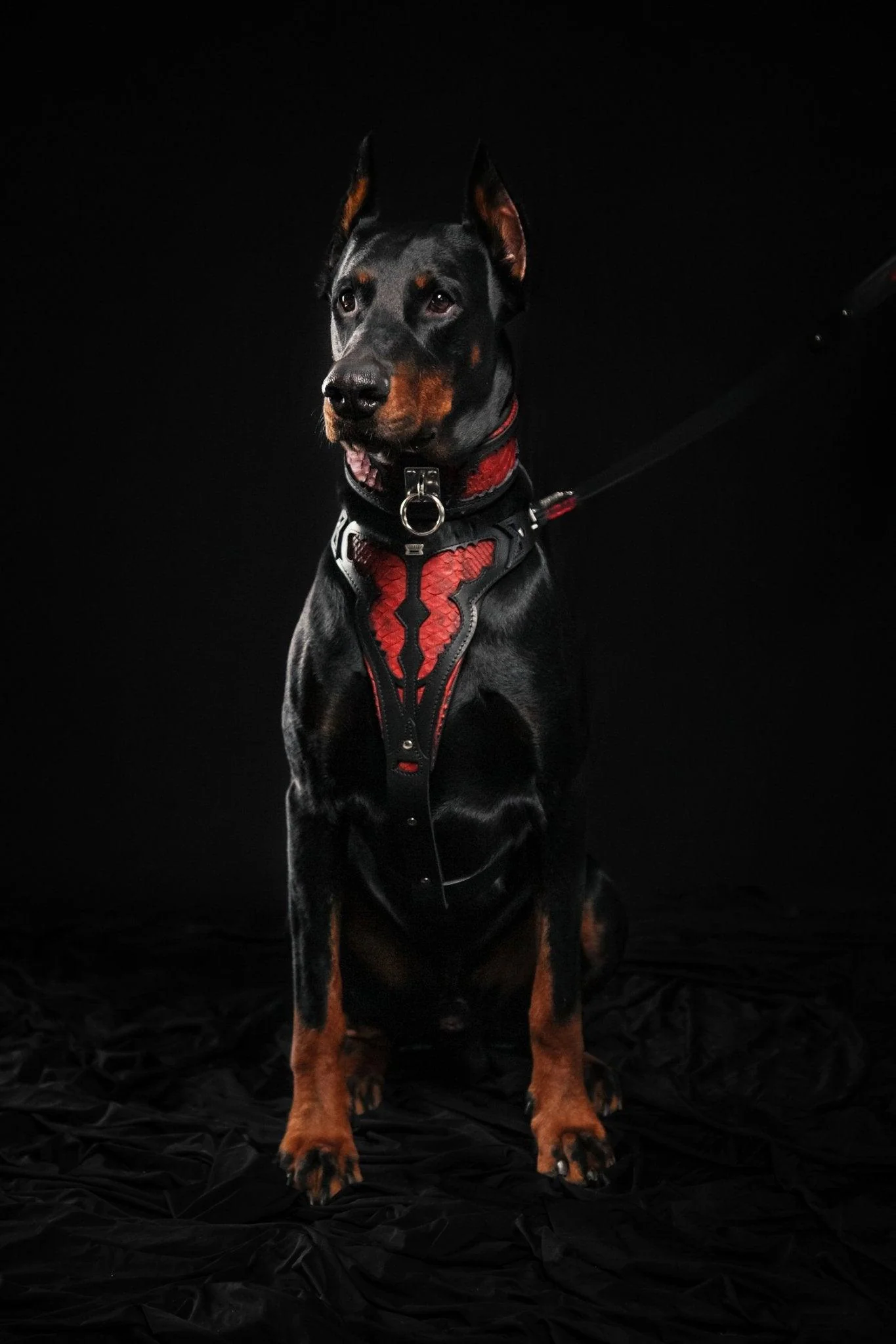The ''Red Dragon'' harness - Image 5