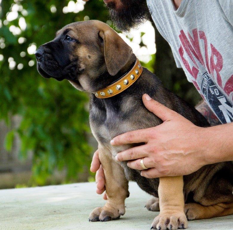The "Superstar" puppy dog collar - Image 3
