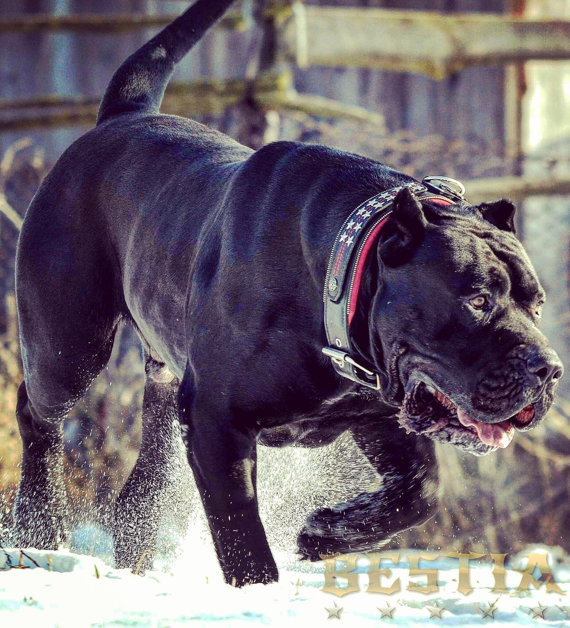 The unique "General" leather dog collar for big dogs - Image 4