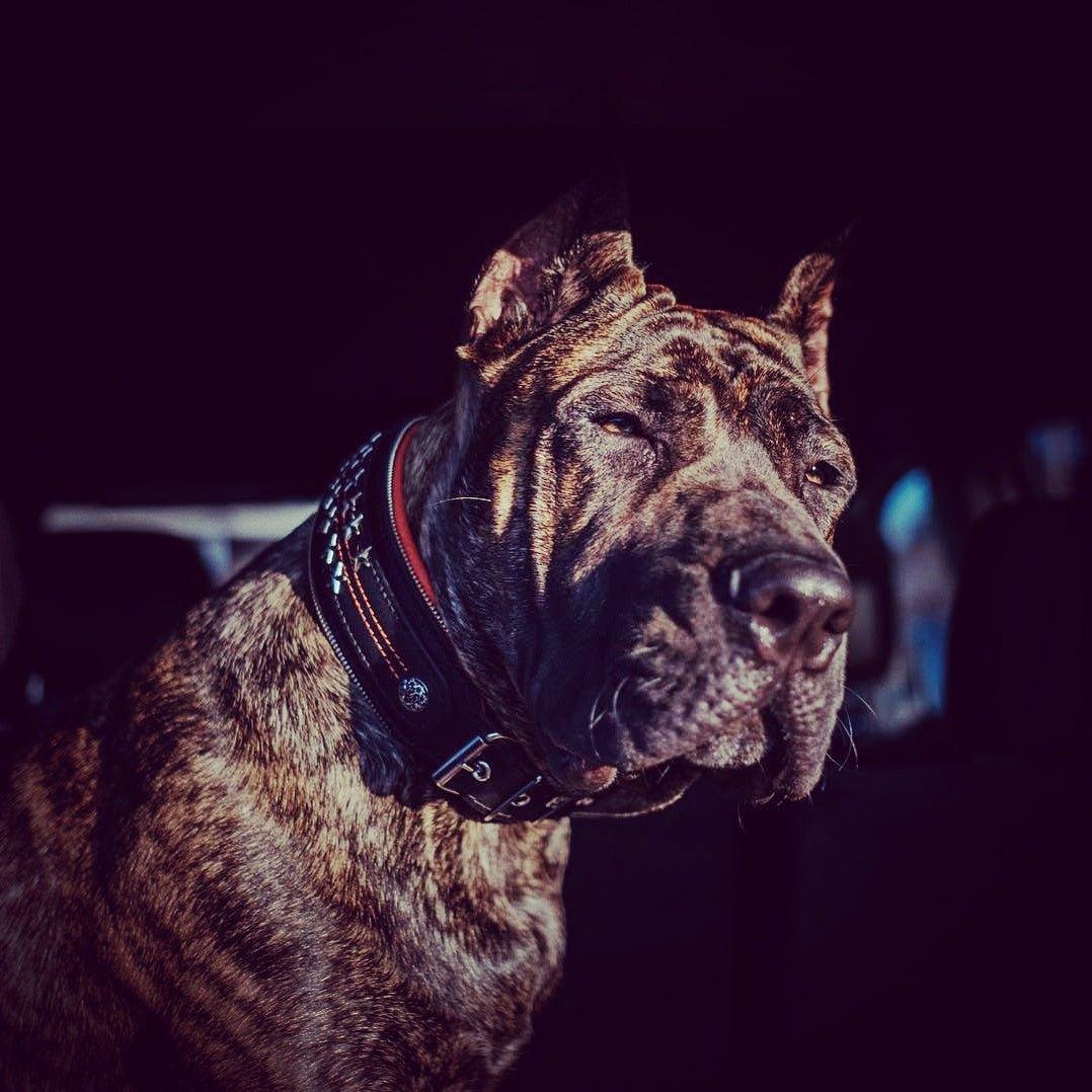 The unique "General" leather dog collar for big dogs - Image 5